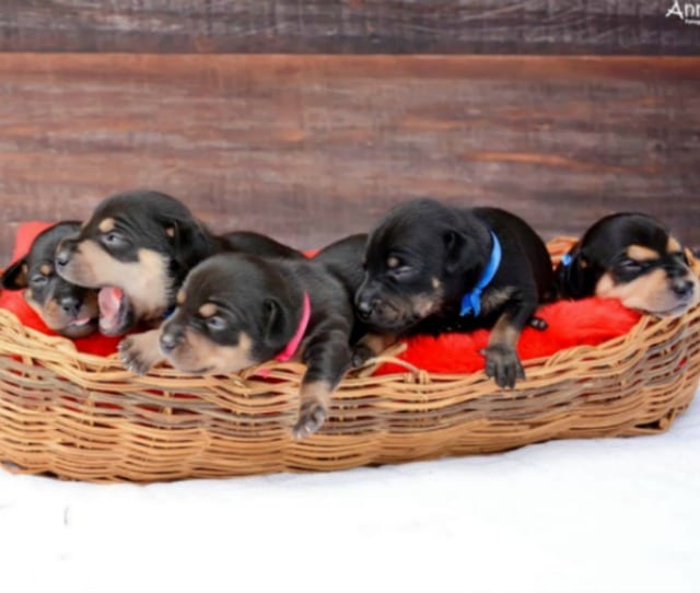 Basket of Lilica puppies