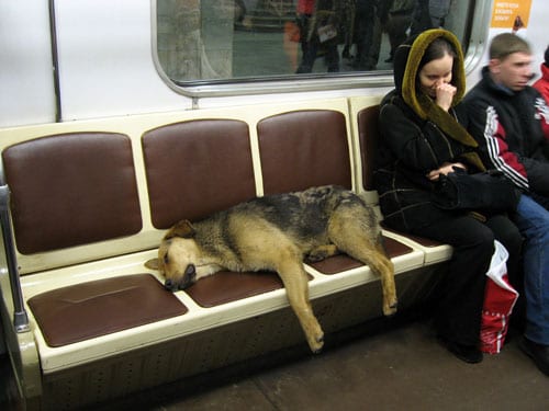 Metro Pups