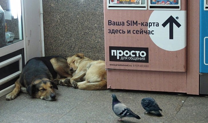 Moscow Stray Dogs