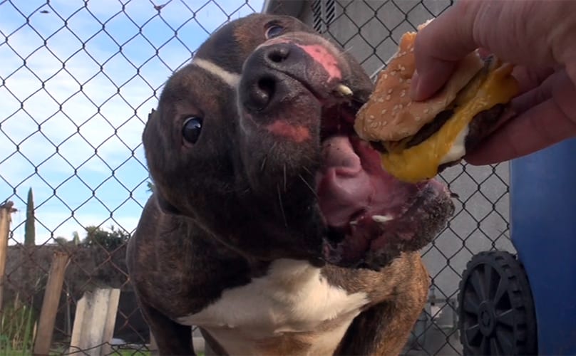 Pit Bull Eating a Cheeseburger