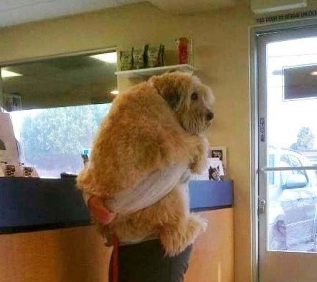 Shaggy Dog Hugging Owner