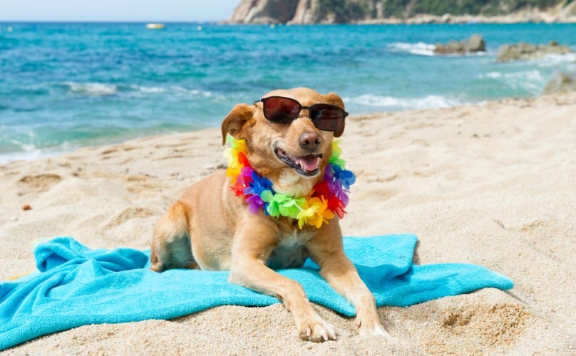beach dog sunglasses water