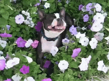 boston-terrier-dog-sneezing