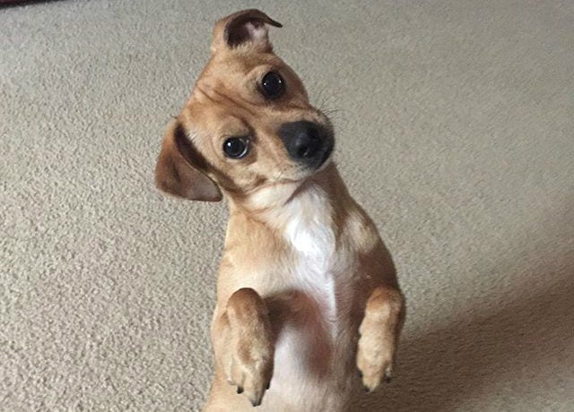 dantesthedog