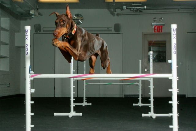 dobie jump