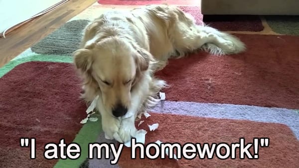 dog ate homework
