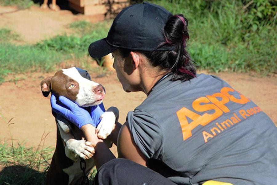 dog-fighting-aspca-09-625x450