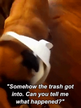 dog got into garbage gif