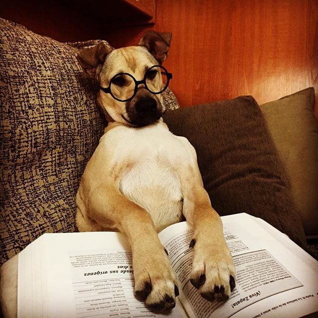 dog-reading