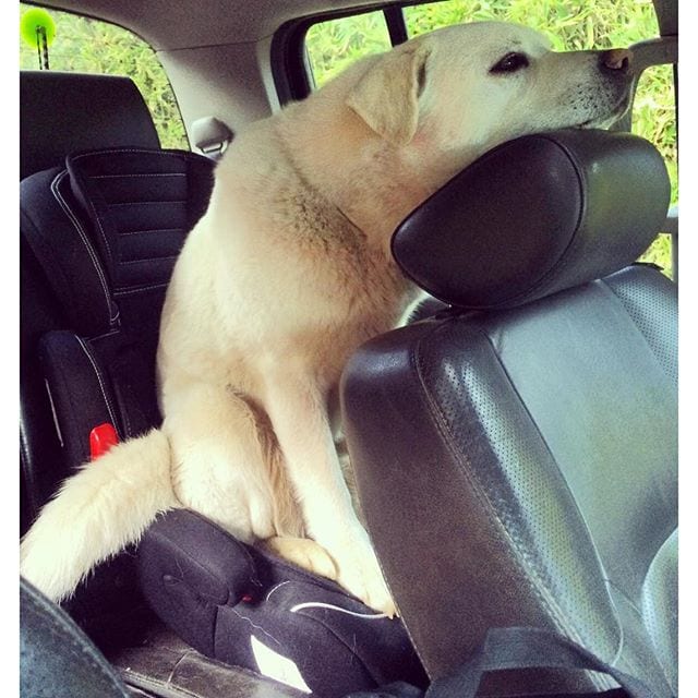 dog seat