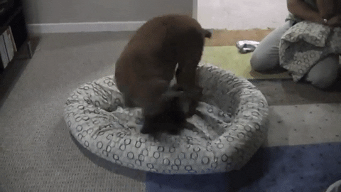 dog spins in cicles before laying down gif