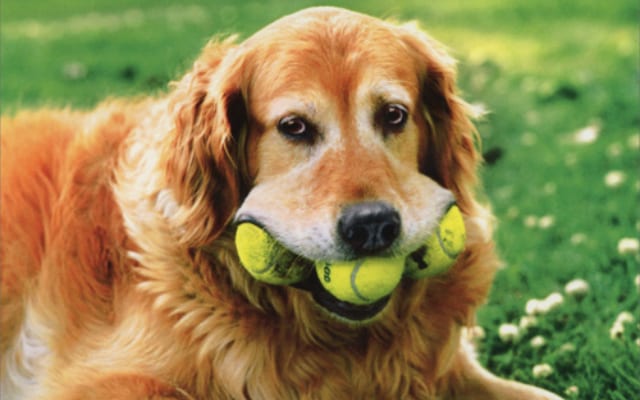 dog tennis balls