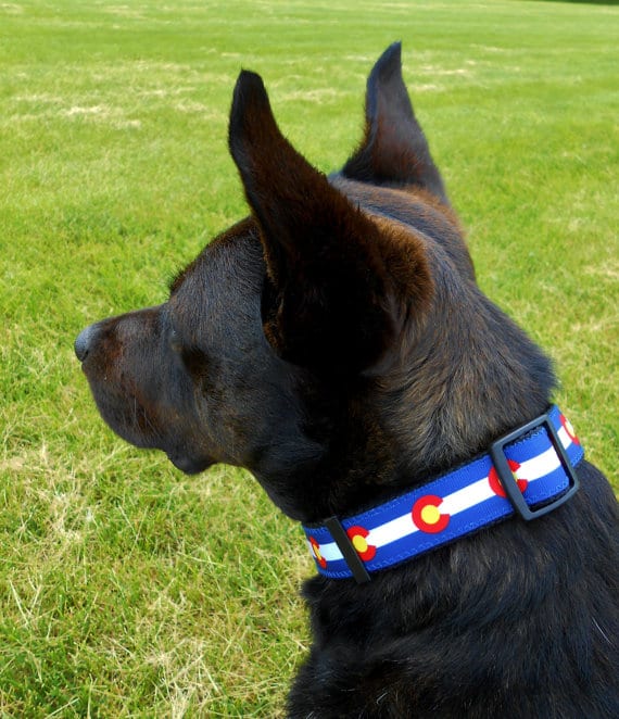 dog with colorado collar