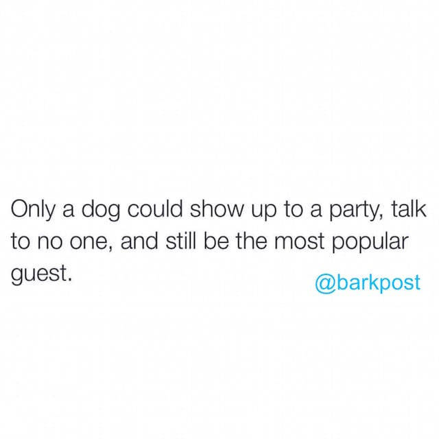 dogpeopleparty