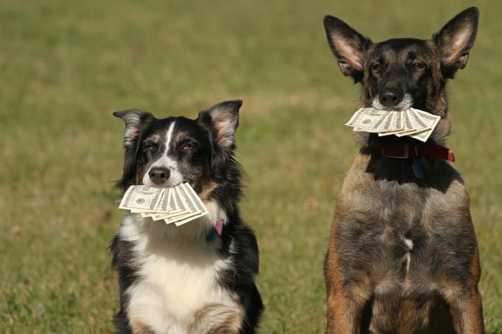 dogs money