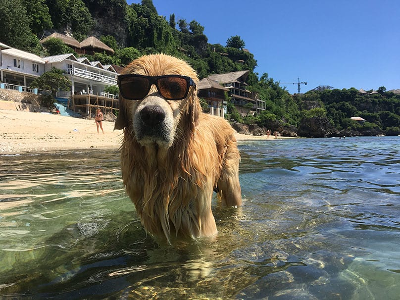 Bima The Bingin Beach Dog