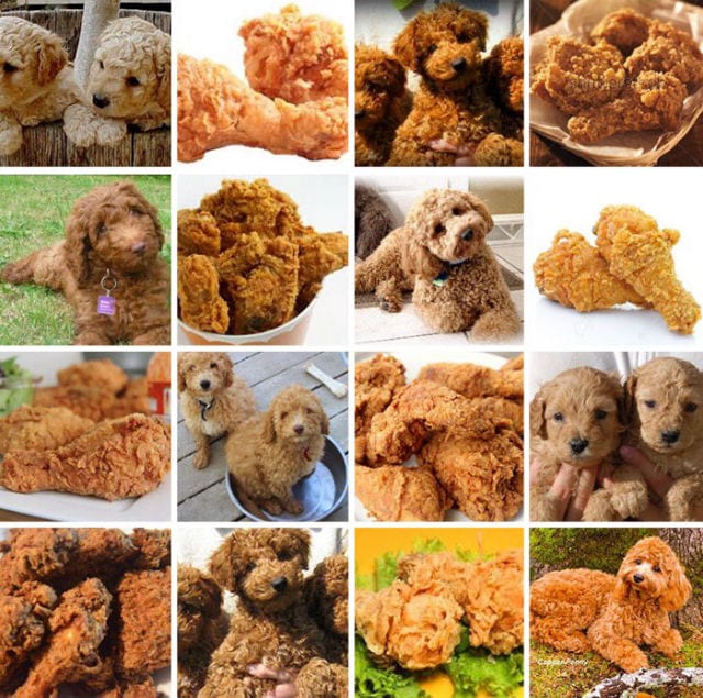 Chicken nugget 2025 dog breed