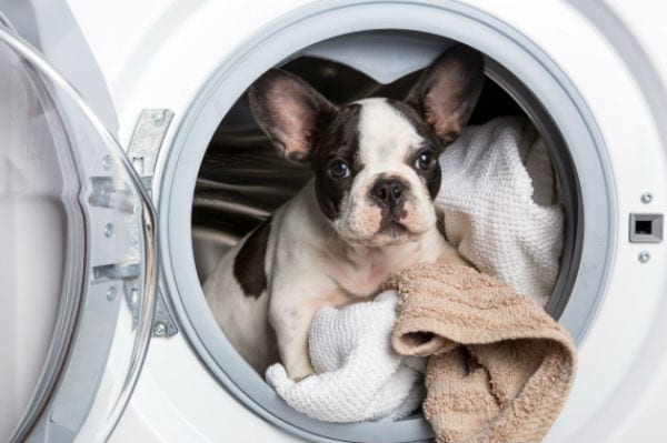 laundry dog new