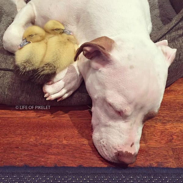 dog sleeping ducklings