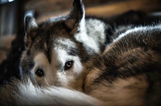 loki4