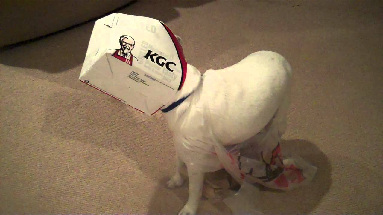 KFC dog