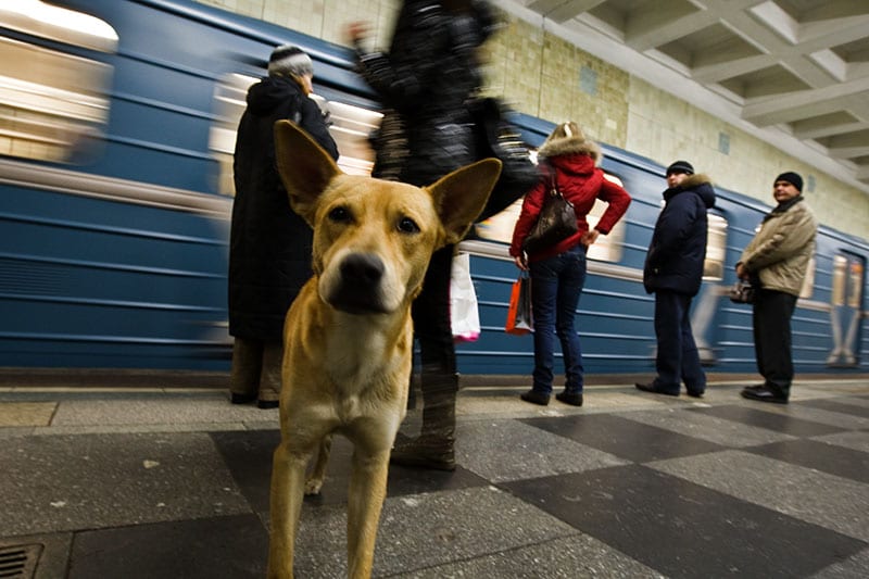 metro dog