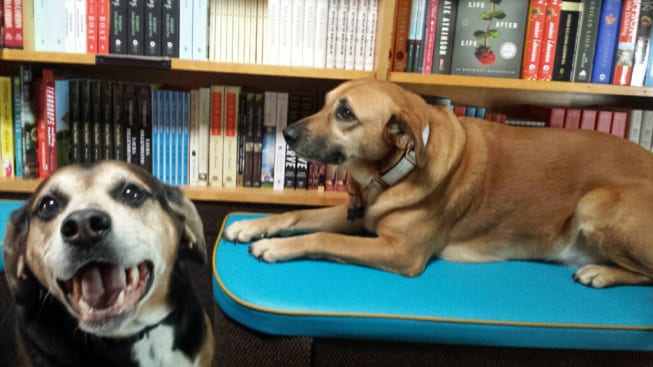 opie-and-belle-love-books