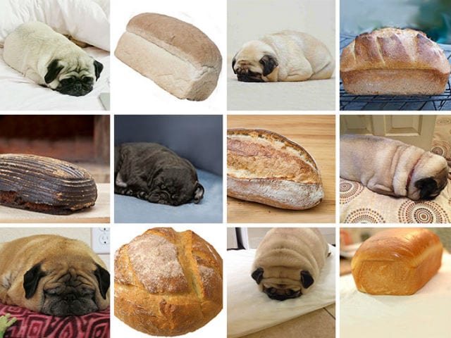 pug loaf