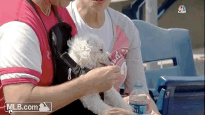puppy at ball game