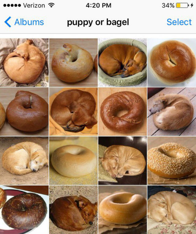 puppy bagel