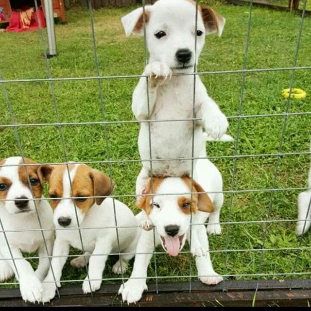 puppy stack