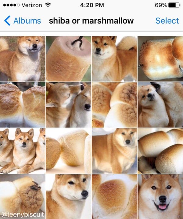 shiba marshmallow