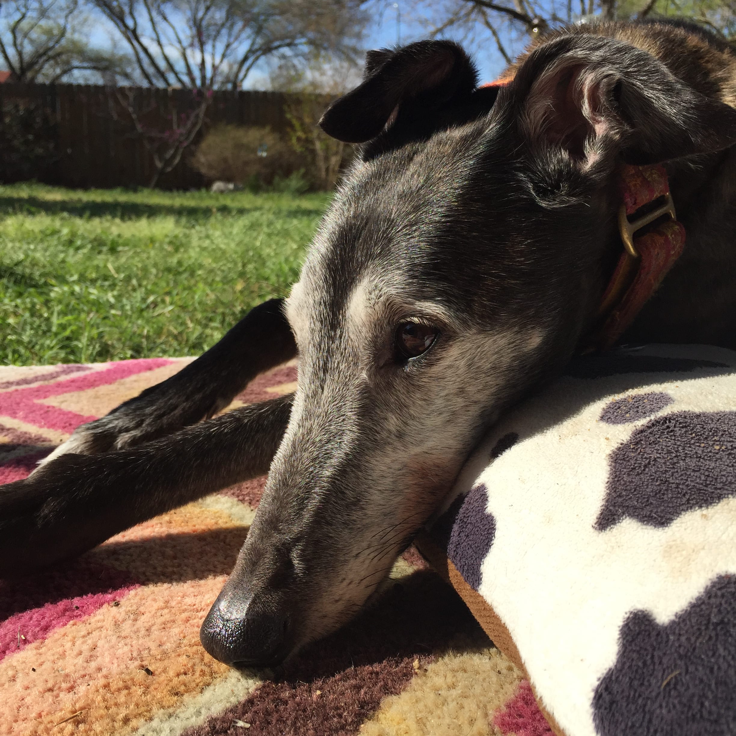Ms. Siggie is full of personality! She loves other dogs, cats and snuggling with her foster mom. She would love to be adopted by a family with another Greyhound!