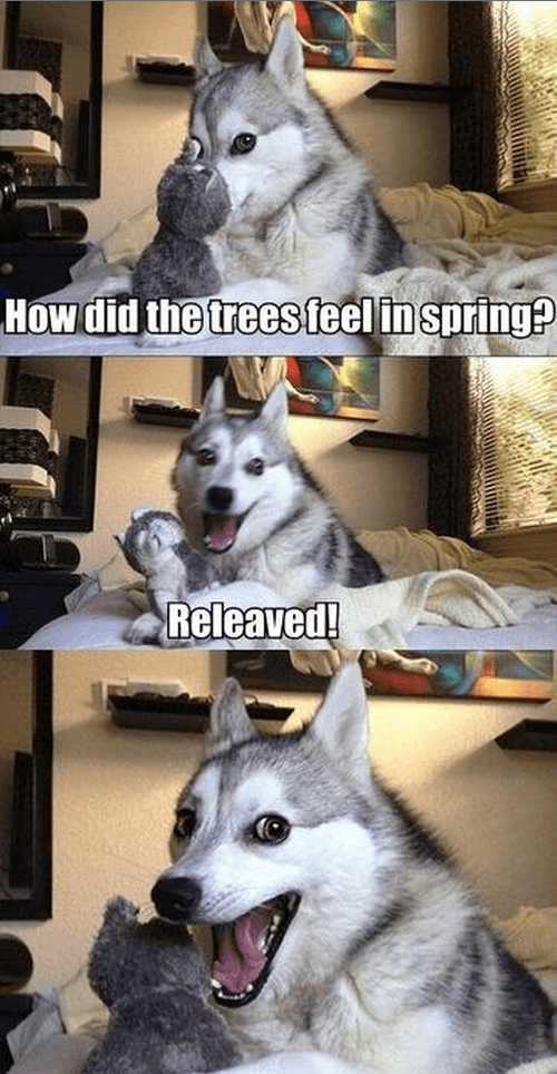 spring-dog-memes-8