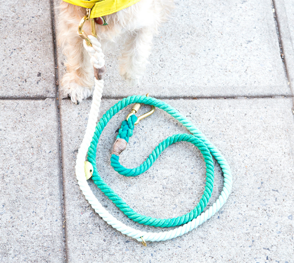 teal ombre leash