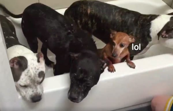 dachshund in bathtub