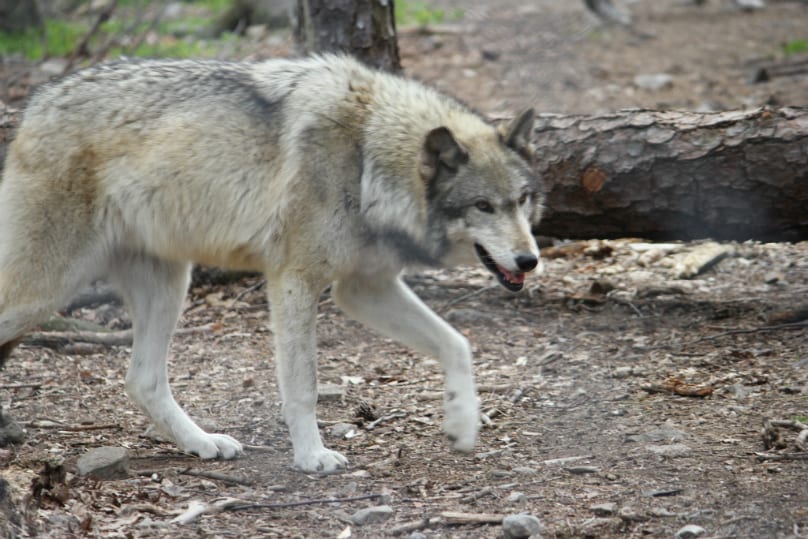 wolf stalk