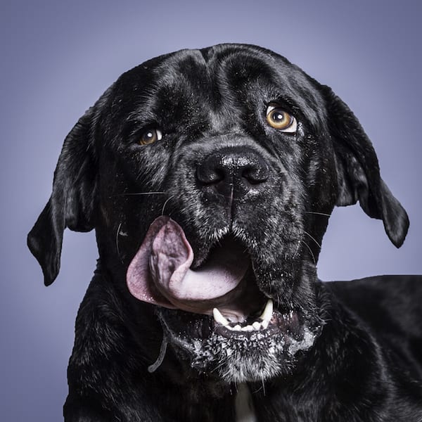 Bailey, Greg's beloved Mastiff and inspiration behind "For the Love of Peanut Butter."