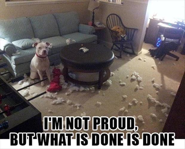 2-funny-dog-chewed-up-pillows