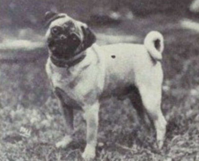 31F642F100000578-3480780-Early_Pugs_pictured_derived_from_Chinese_happa_dogs_that_were_br-a-13_1457402059734
