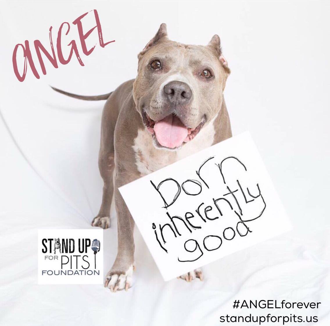 Angel Stand Up For Pits Born Inherently Good