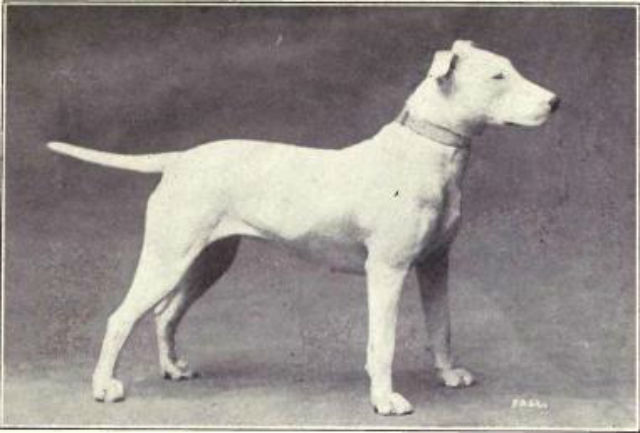 Bull-Terrier-1915