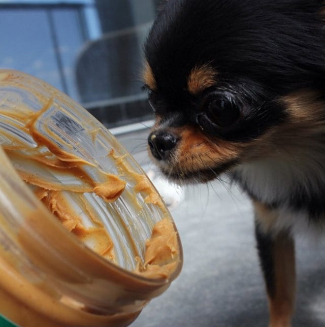 Chihuahua Peanut Butter
