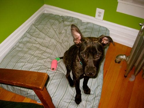 Gracie - dog 2