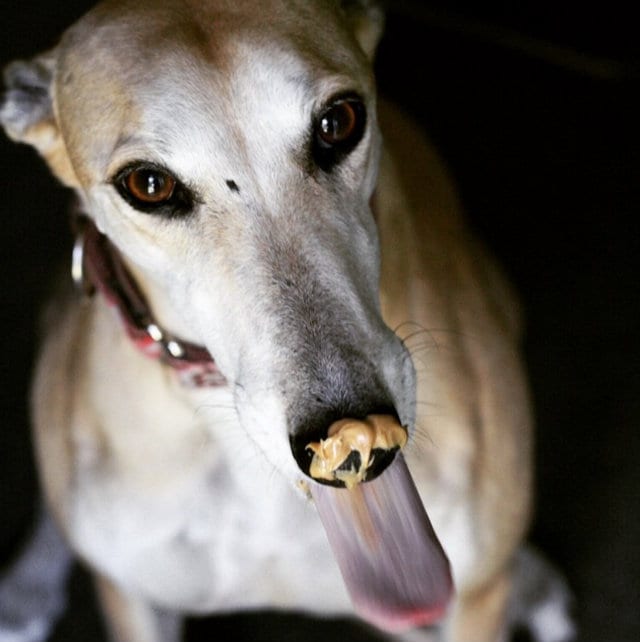 Greyhound Peanut Butter