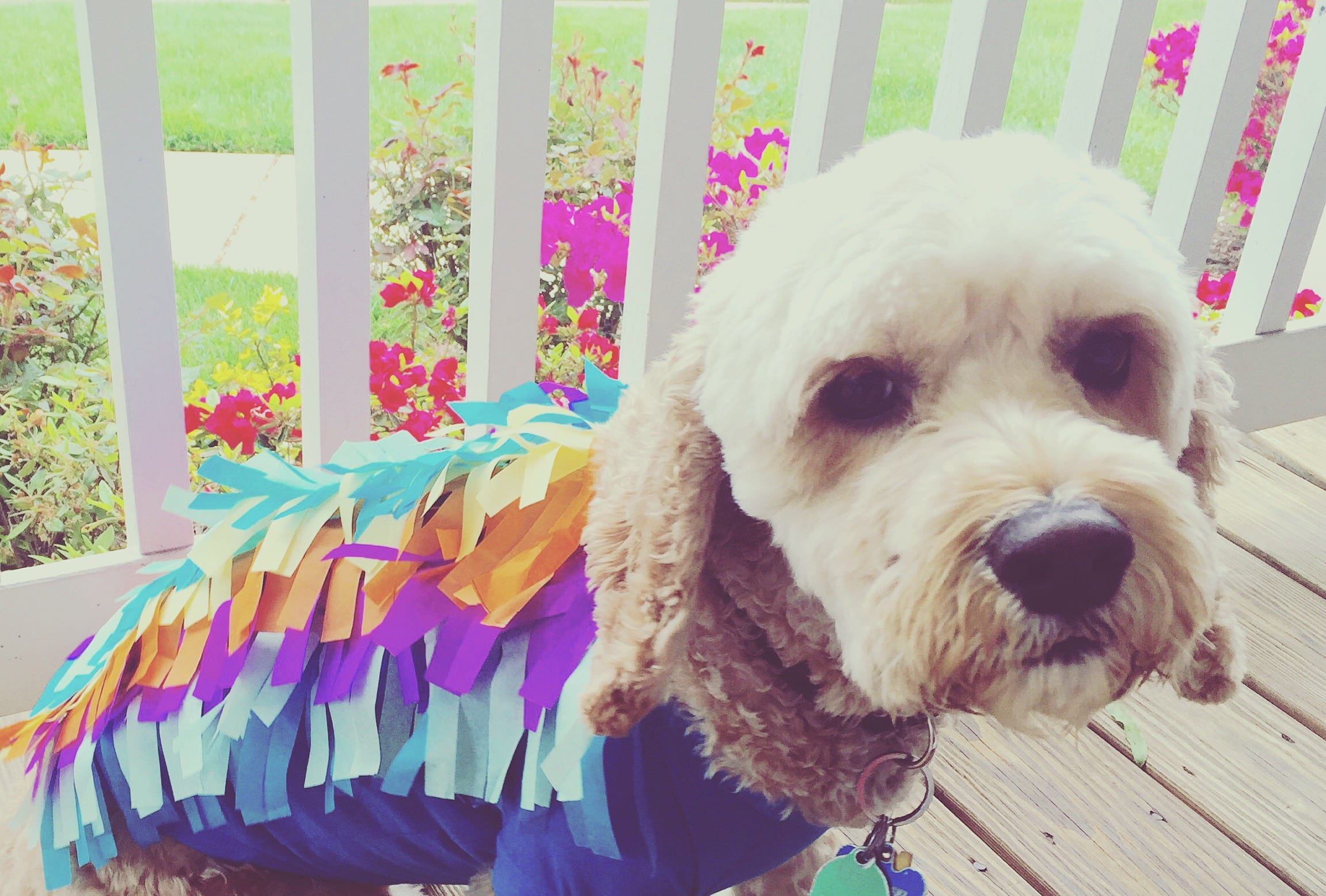 DIY Dog Piñata Costume 2