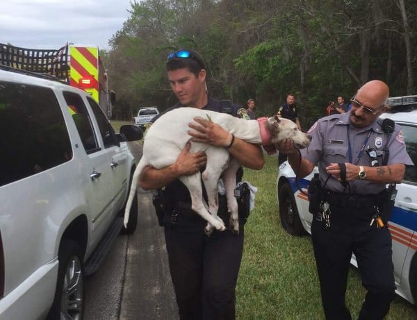 Pit Bull Carried By Police Officer