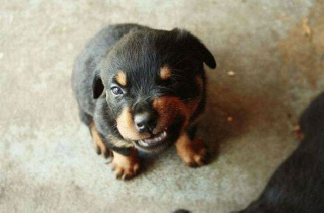 Puppy-Bares-Its-Adorable-Baby-Puppy-Teeth2-600x398