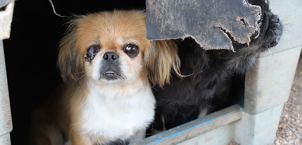 Dogs At A Puppy Mill