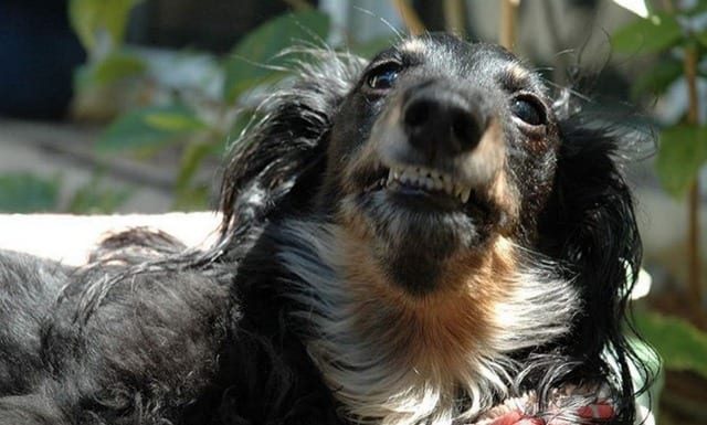 Weiner Dog Smiling